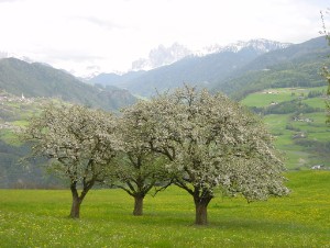 Südtirol